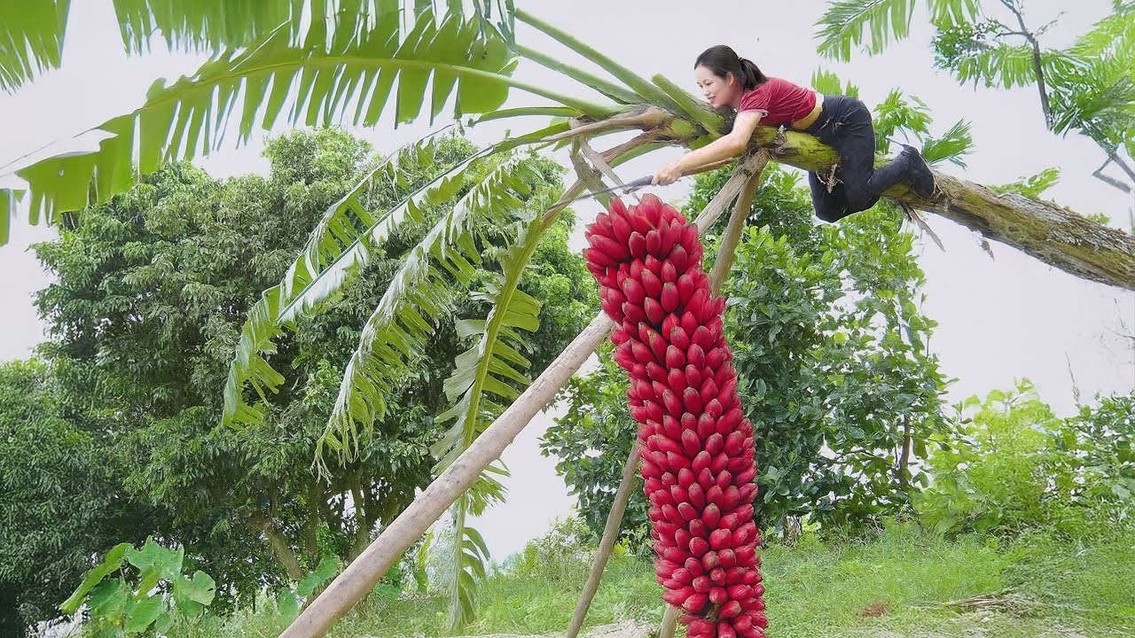 Smart Little Dog Battles Giant Banana Grubs to Help Brave Woman Climb Tall Tree for Harvest Banana