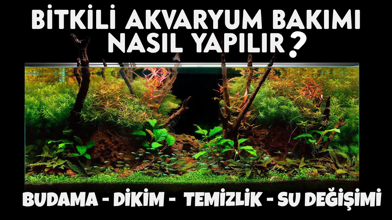 BİTKİLİ AKVARYUM BAKIMI NASIL YAPILIR?