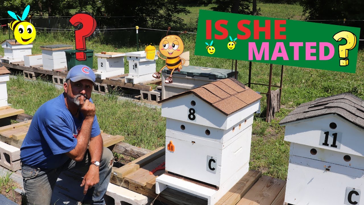 Checking to see if the queen came back mated ( June 2020 )