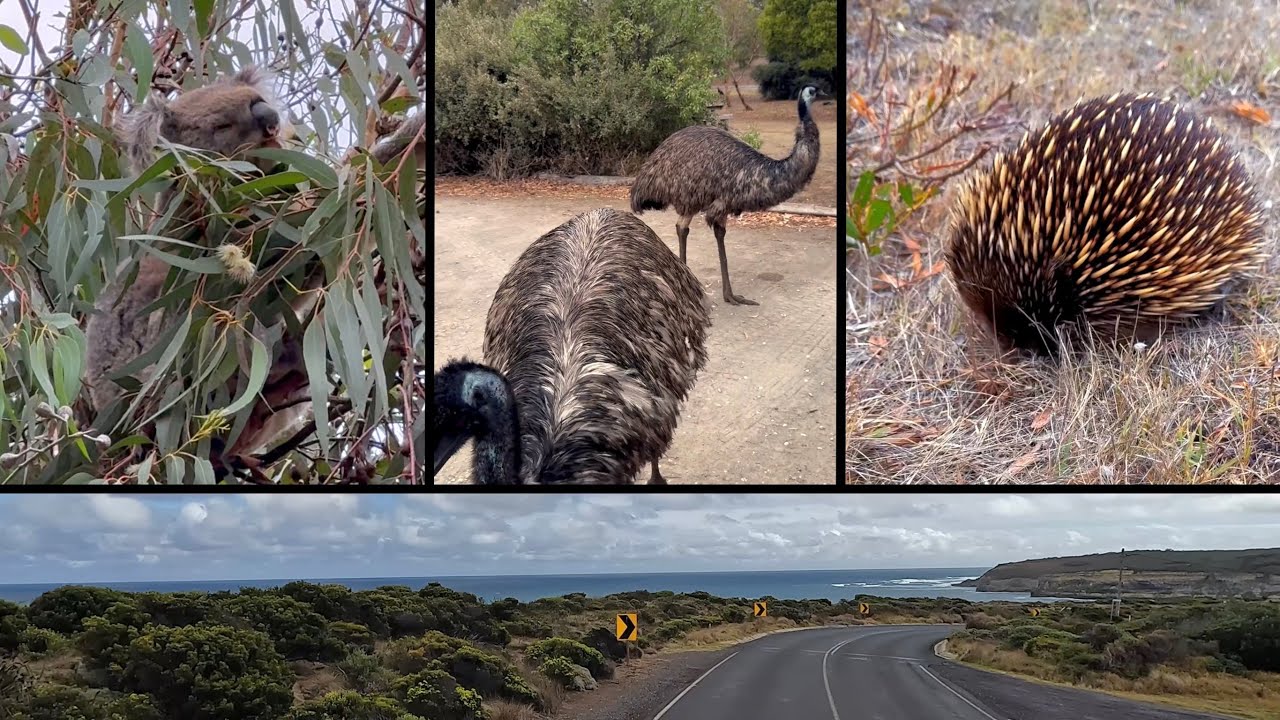 Twelve Apostles, Bay of Island, Echidna, Emus, Tower Hill Wildlife Reserve, Australia Roadtrip EP 07