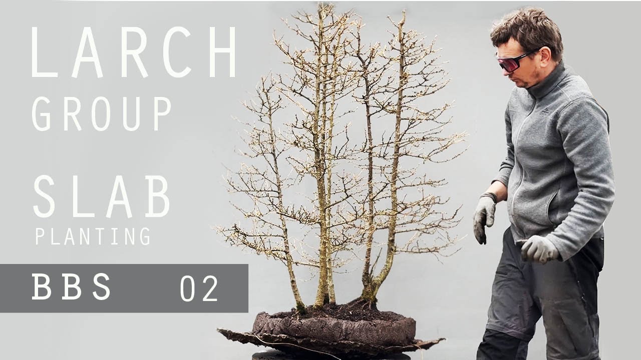 Larch group slab planting