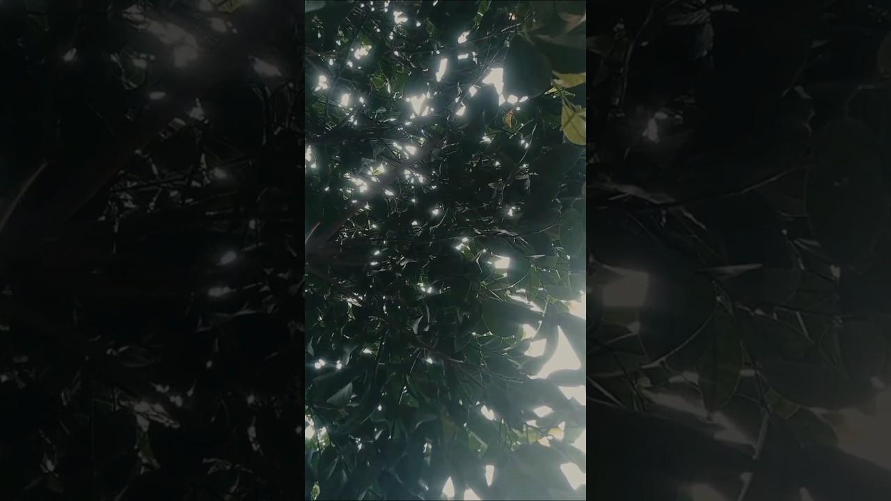 A rainy day #calm #rain #rainyda #beats #music #chill #relaxing #relax #videography #plants#greenery