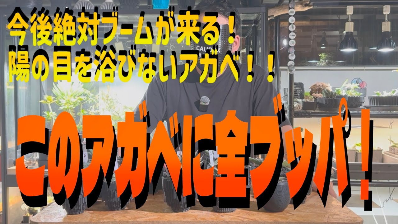 #47【推しアガベ】お気にのアガベを自慢する