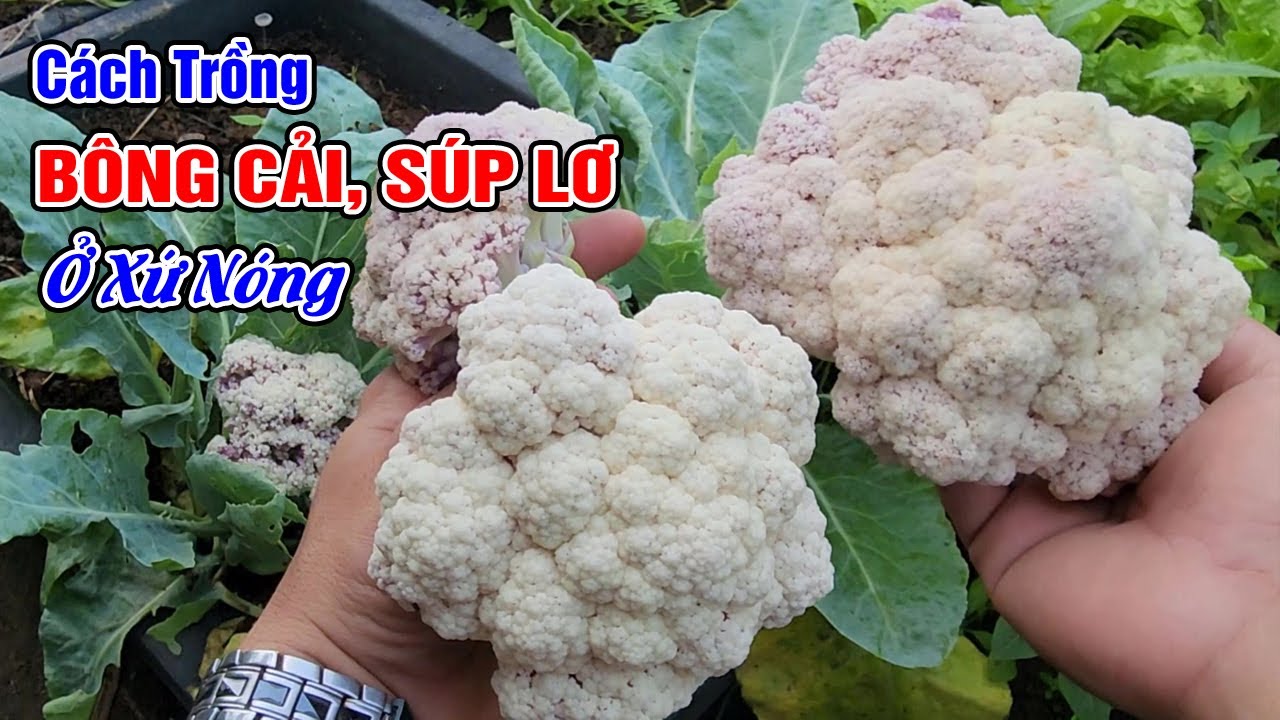 Trồng bông cải, súp lơ trong chậu ở xứ nóng