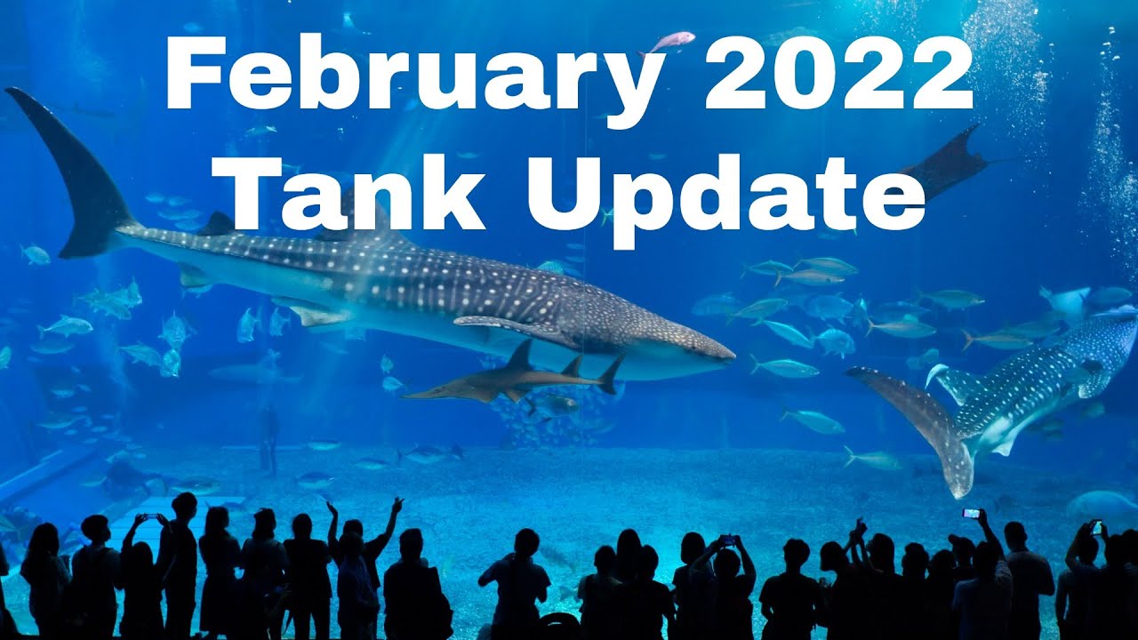 Reef Tank Update 2/13/22 ( Plans, Fish Additions, What we have changed in our 180 gallon reef tank )