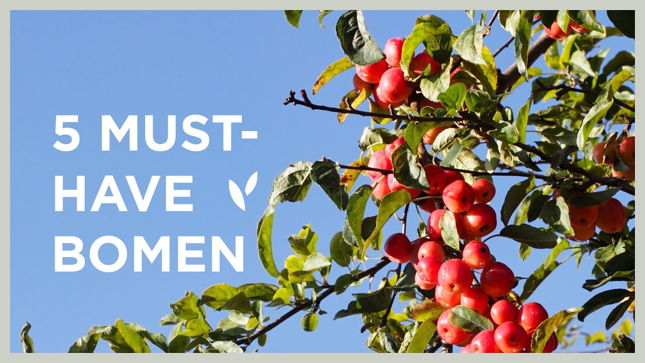 5 must-have bomen | Sierappel, sierkers, sierpeer, meidoorn en kweepeer! I Angelo Dorny