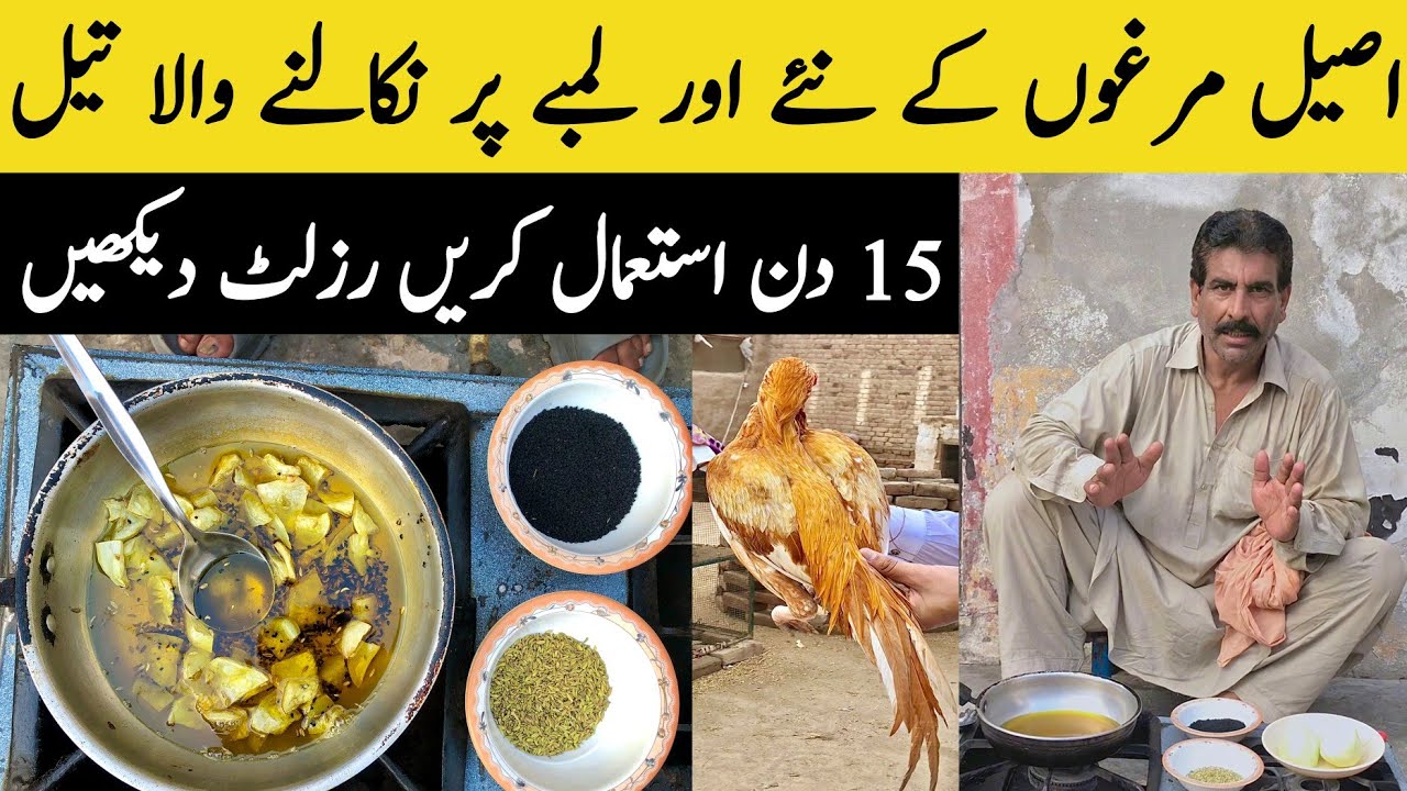 Aseel Murgon Kay Lamby or Chamakdar Per Nikalny Wala Oil || Aseel Murga Ki Lambi Kureez Wala Oil