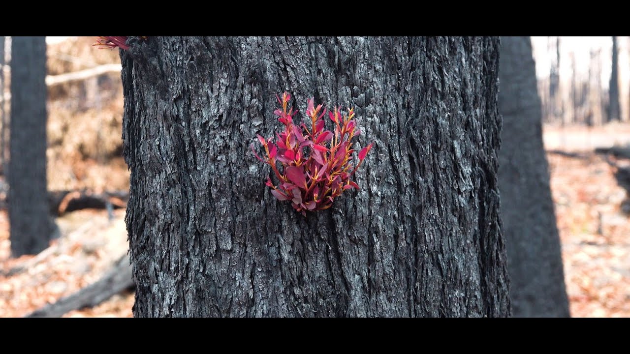 Our Shoalhaven - 2019