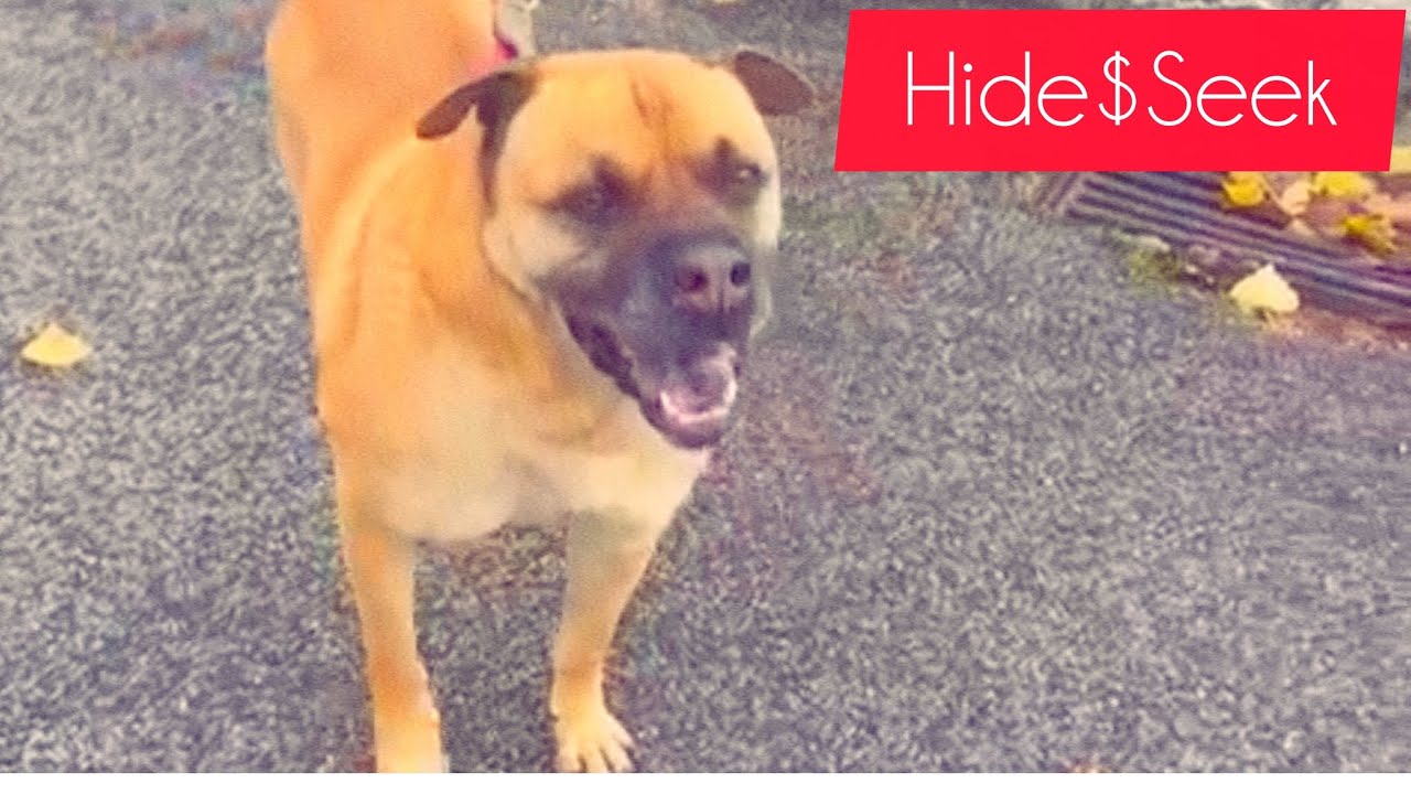 SHE PLAYED HIDE AND SEEK WITH DOG AND 🐕 VERY FUNNY MOMENTS SEASON 1