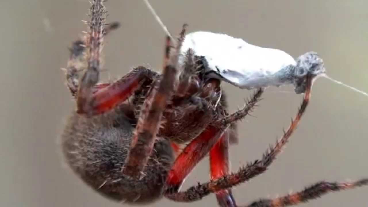 Spider wrapping and feeding on ant