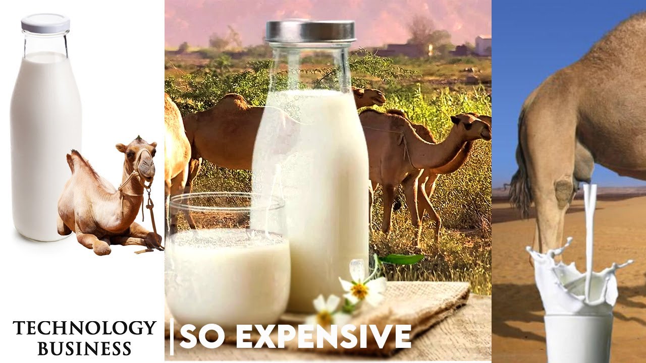 Expensive Camel Milk - Why Is It So Expensive?