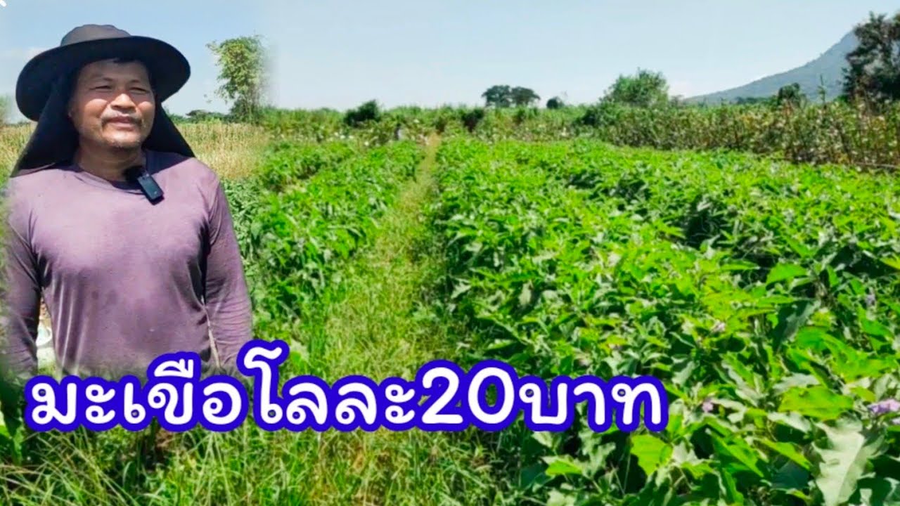 มะเขือ !! ปลูกช่วงนี้ราคาดี ปลูกเองขายเอง ที่อ.ภูเขียว