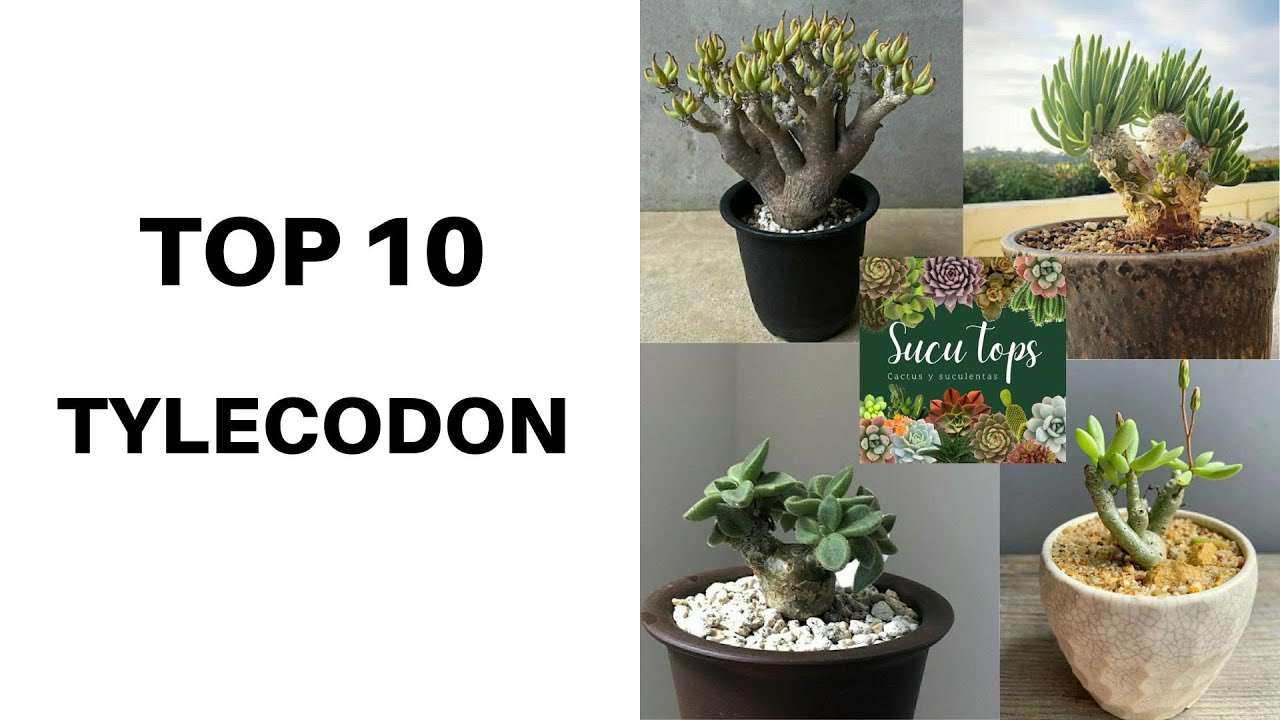 TOP 10 TYLECODON