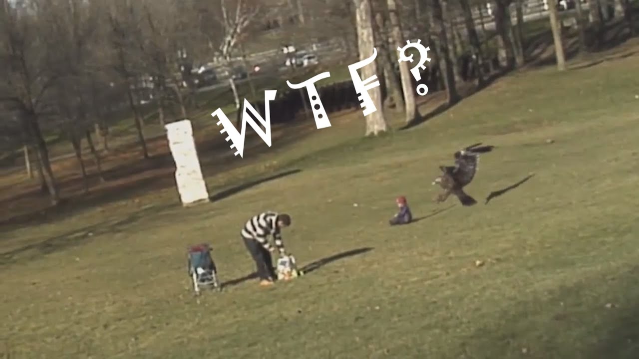 'EAGLE GRABS BABY' REAL OR FAKE ?