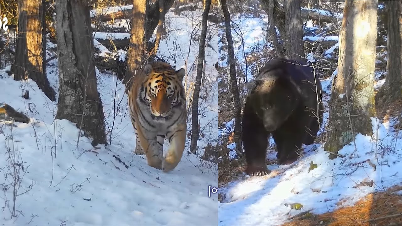 Male Ussuri brown bear & Amur tigers.