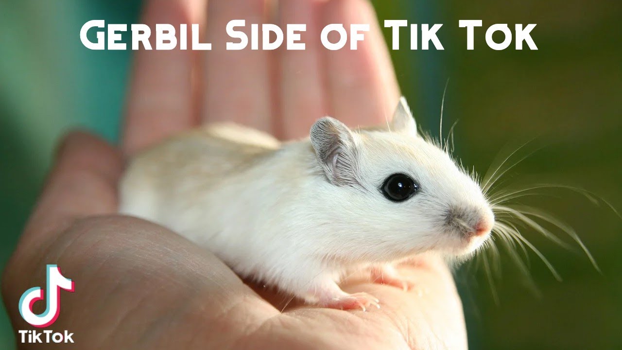 Gerbil Side of Tik Tok