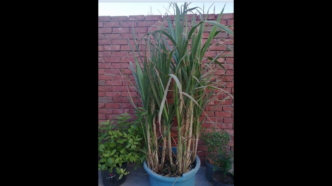 زرعت قصب السكر علي سطج البيت I planted sugar cane on the roof of the house