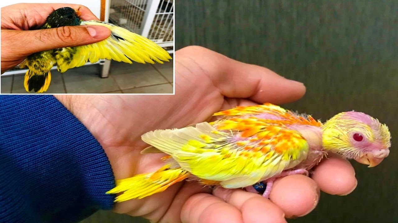 Scarlet Chested Parrot - Splendid Grass Parakeet