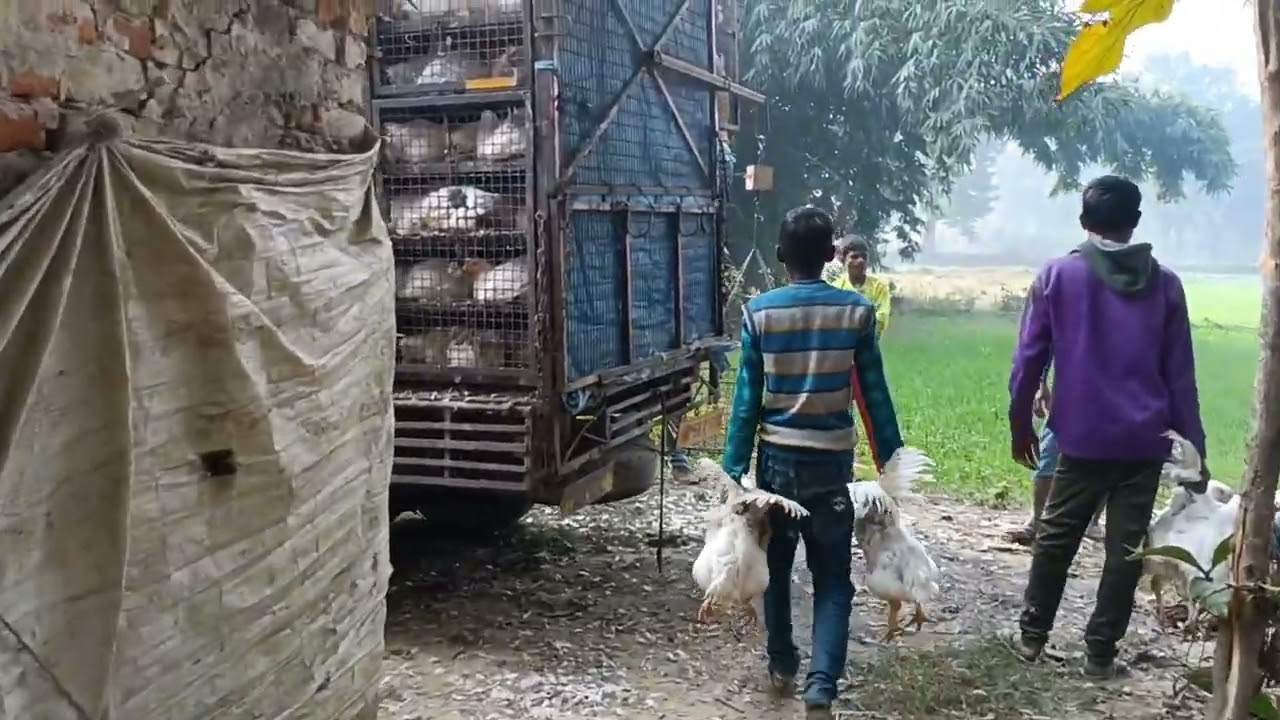 Day 47 रेट का इंतजार करते मुर्गा 3.500Kgs हो गया | लिफ्टिंग क्या रेट हुआ & एवरेज बॉडी वेट?
