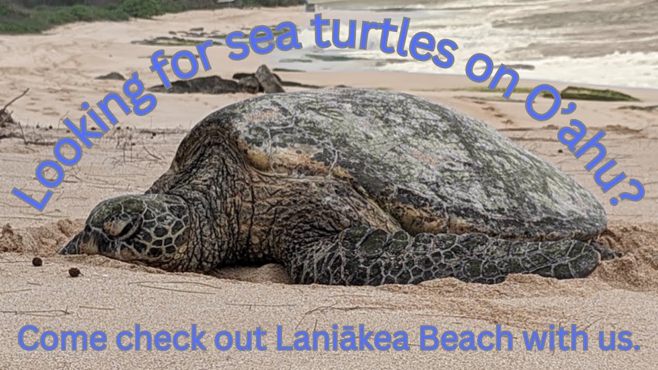 Laniakea Beach (Turtle Beach) | Best Spot to See Sea Turtles on Oahu