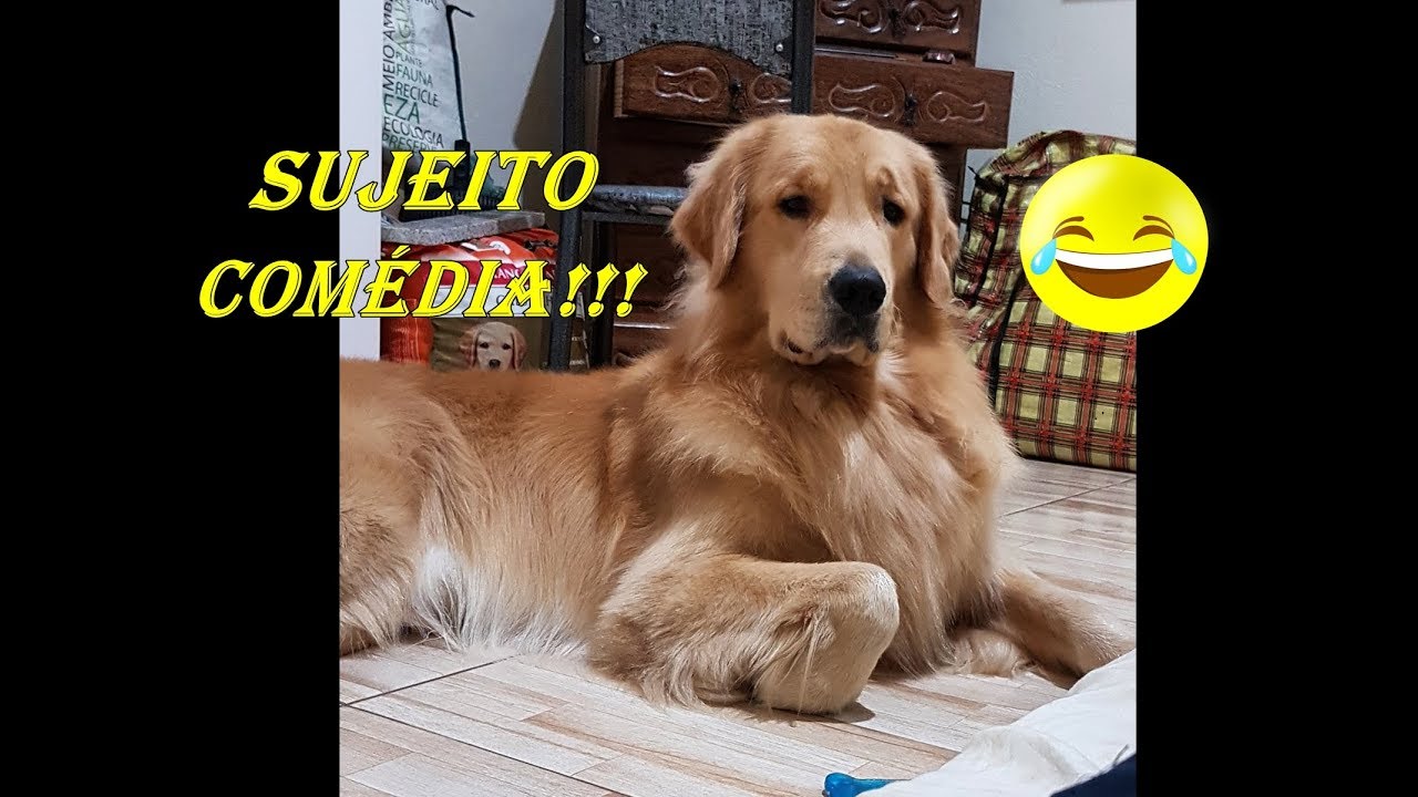GOLDEN... Momentos engraçados!!!