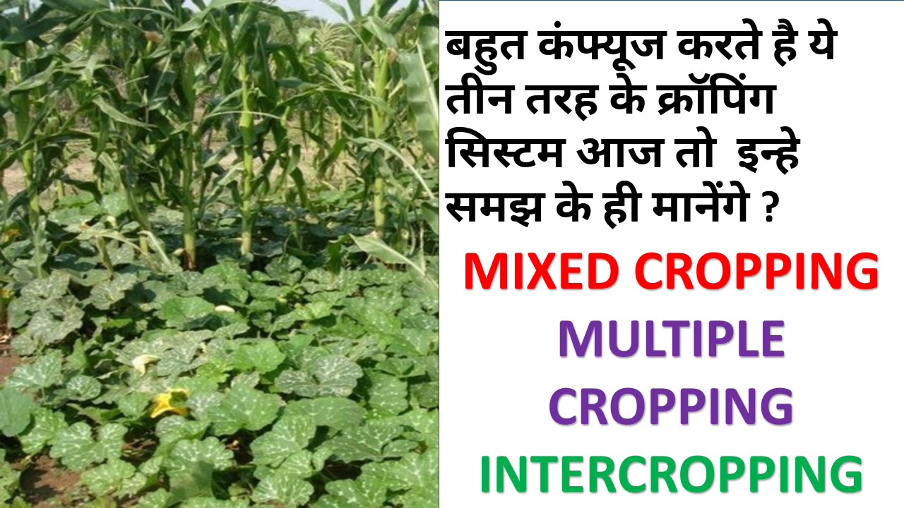 What is mixed cropping ? | multiple cropping | intercropping And Their difference