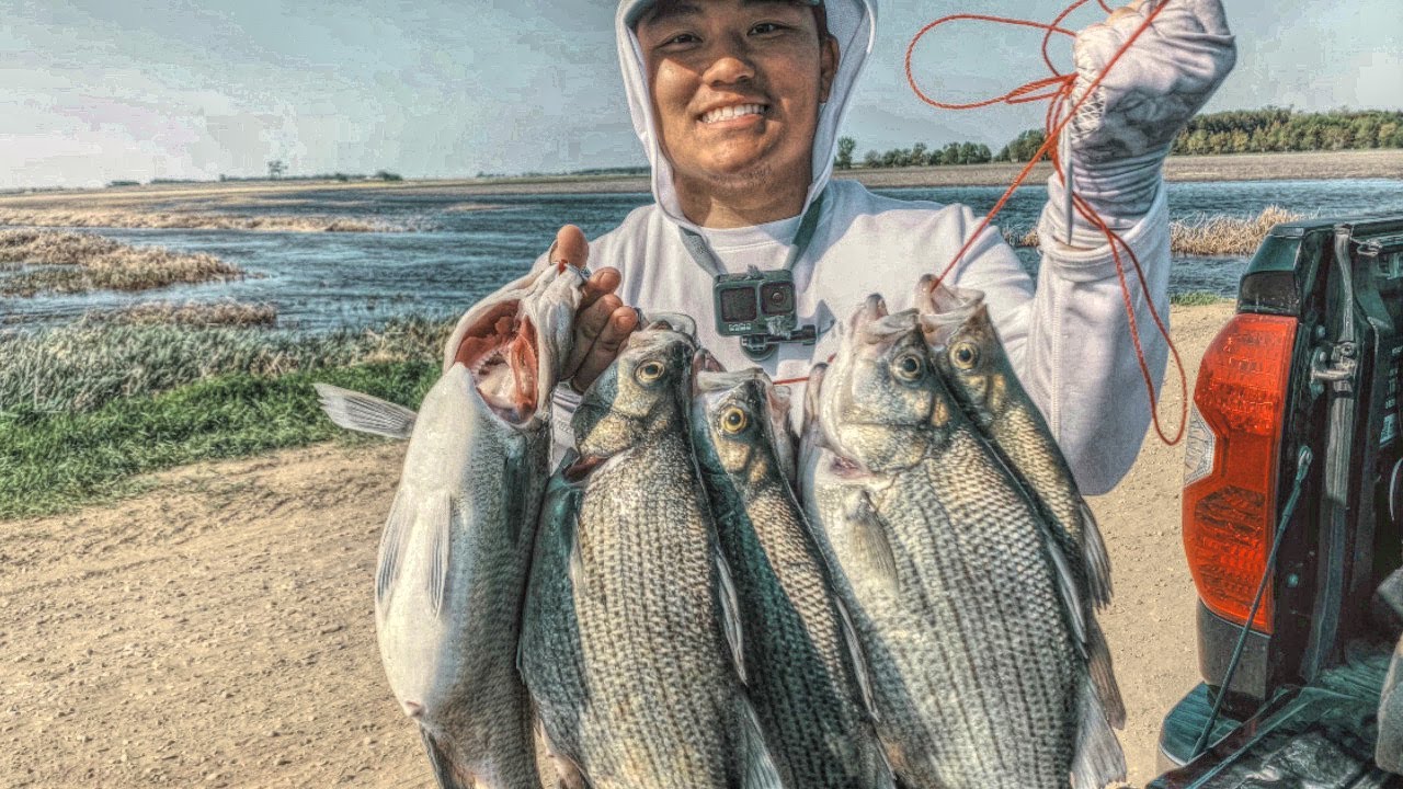 Giant North Dakota Whitebass in Creeks & at Devils Lake