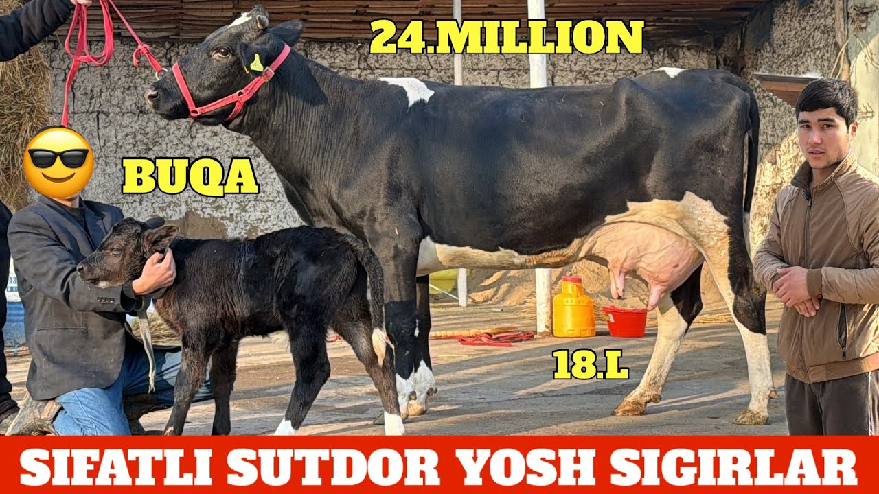 SHAMSHOD BUGUN YONDIRDI🔥BOLASI BUQA YOSH SIGIRLAR😳GAZ BALAND DASTAFKA UZB BOʻYLAB😱