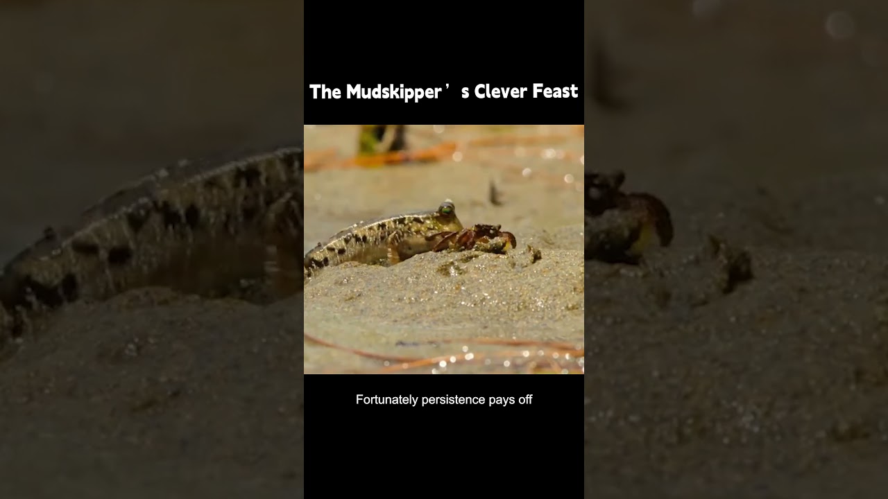 The Mudskipper&rsquo;s Clever Feast: Endless Crab Claws on Land #wildlifestories #animals #wildanimalfacts