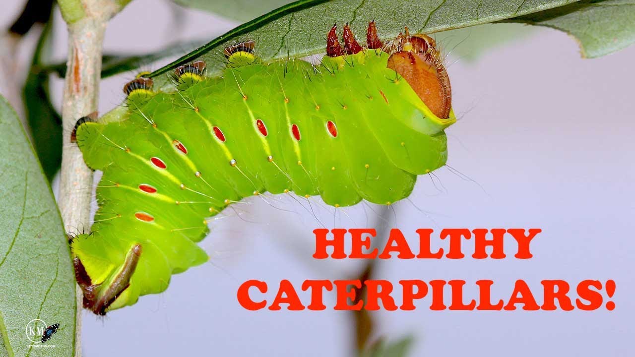 10 TIPS FOR RAISING MOTH CATERPILLARS
