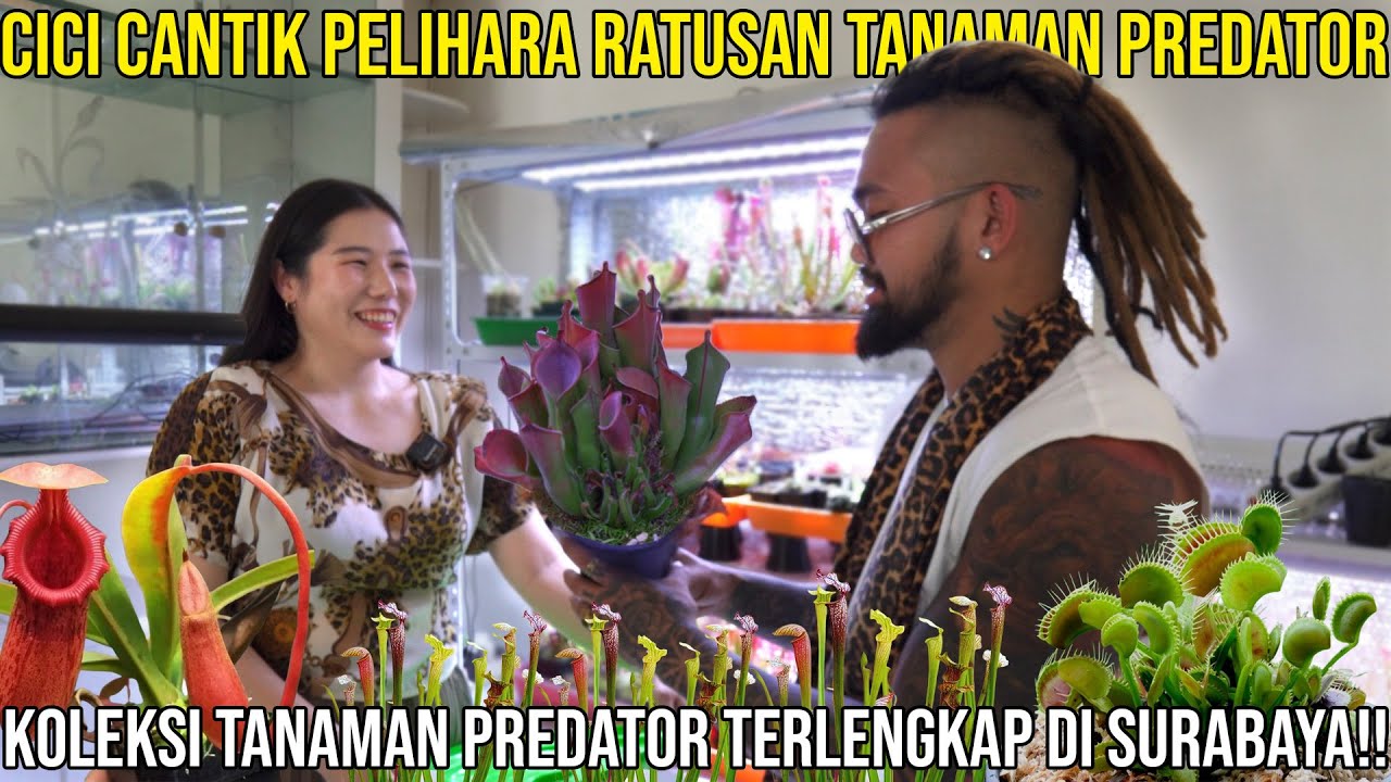 CICI CANTIK PERLIHARA RATUSAN TANAMAN PREDATOR KOLEKSI TANAMAN PREDATOR TERLENGKAP DI SURABAYA