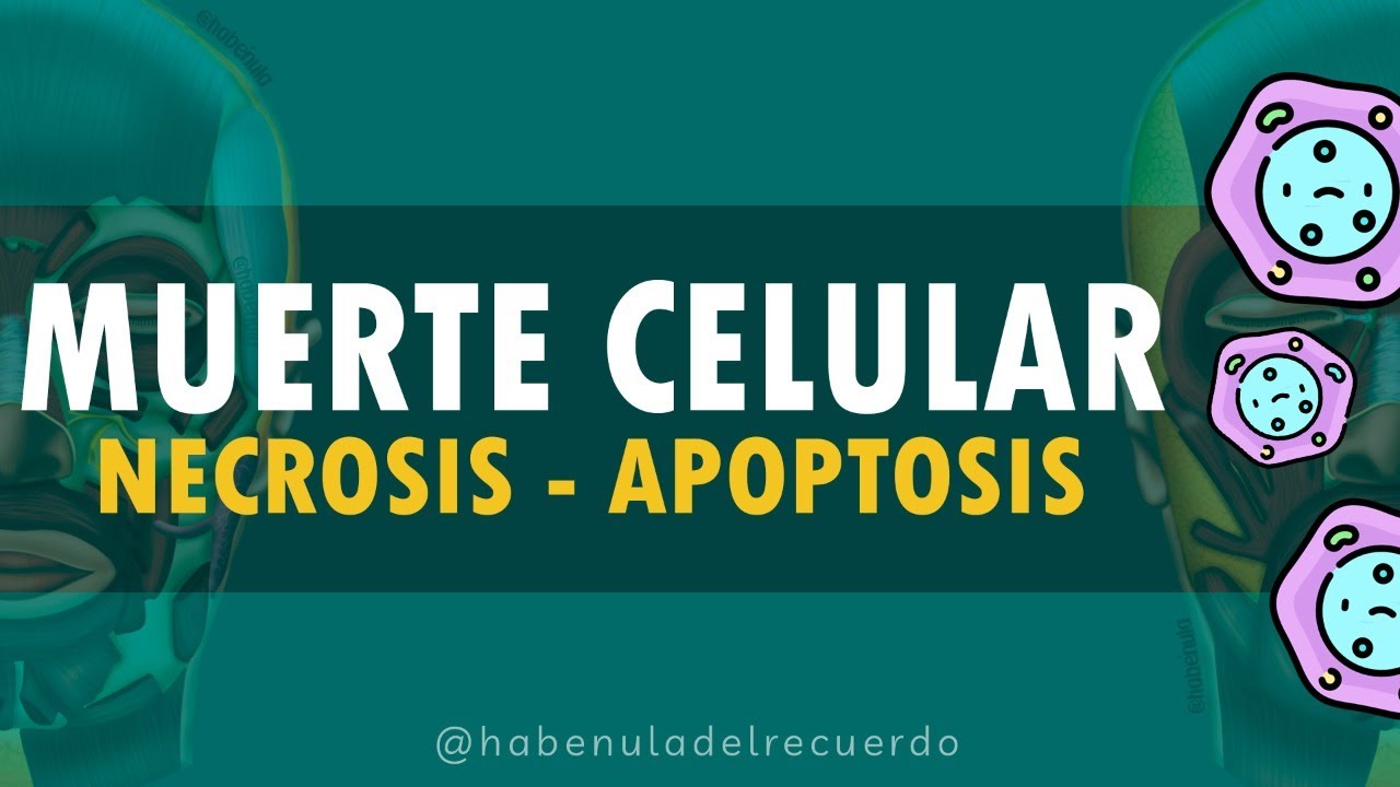 MUERTE CELULAR (NECROSIS - APOPTOSIS)