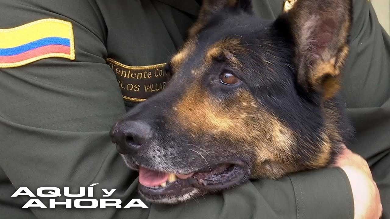 Las razones por las que esta perrita se ha convertido en la peor pesadilla de los carteles de Colomb