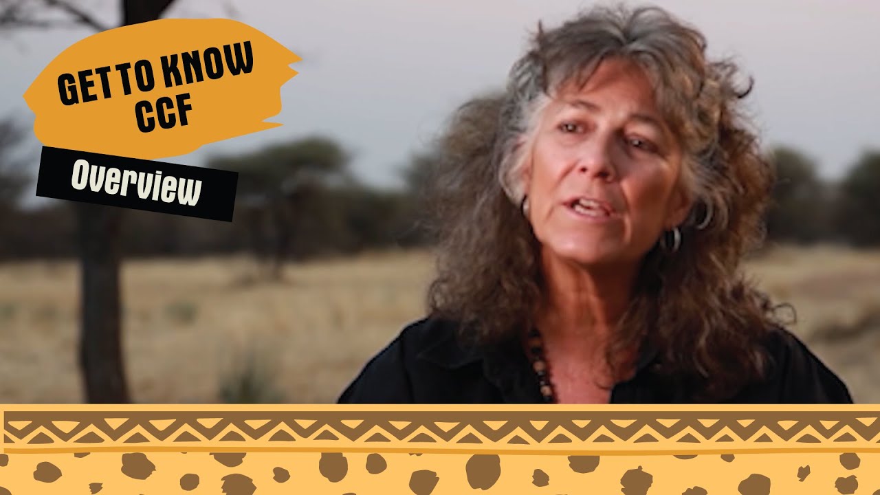 About Cheetah Conservation Fund