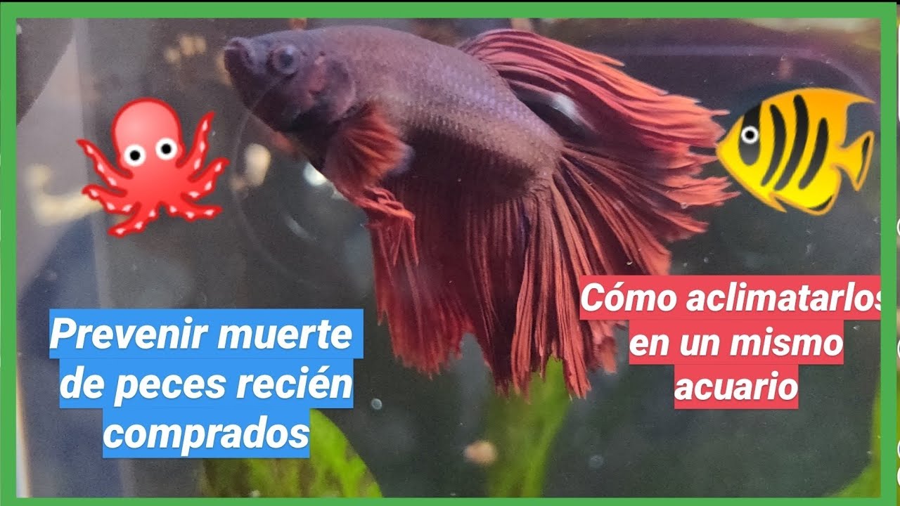 cómo ACLIMATAR a PECES nuevos de AGUA DULCE en 5 pasos❗🐟🐠❗
