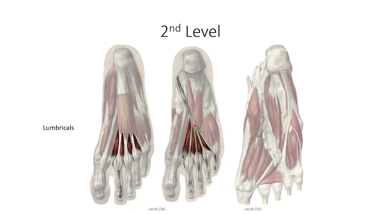 Anatomy Lecture Series – Class 20.2 - The Foot: Muscles and Neurovascular Supply