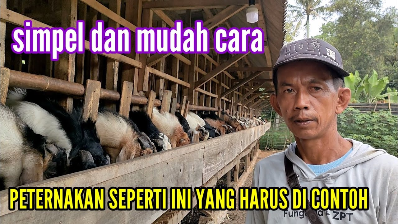 USAHA PENGGEMUKAN KAMBING DENGAN PAKAN GRATIS