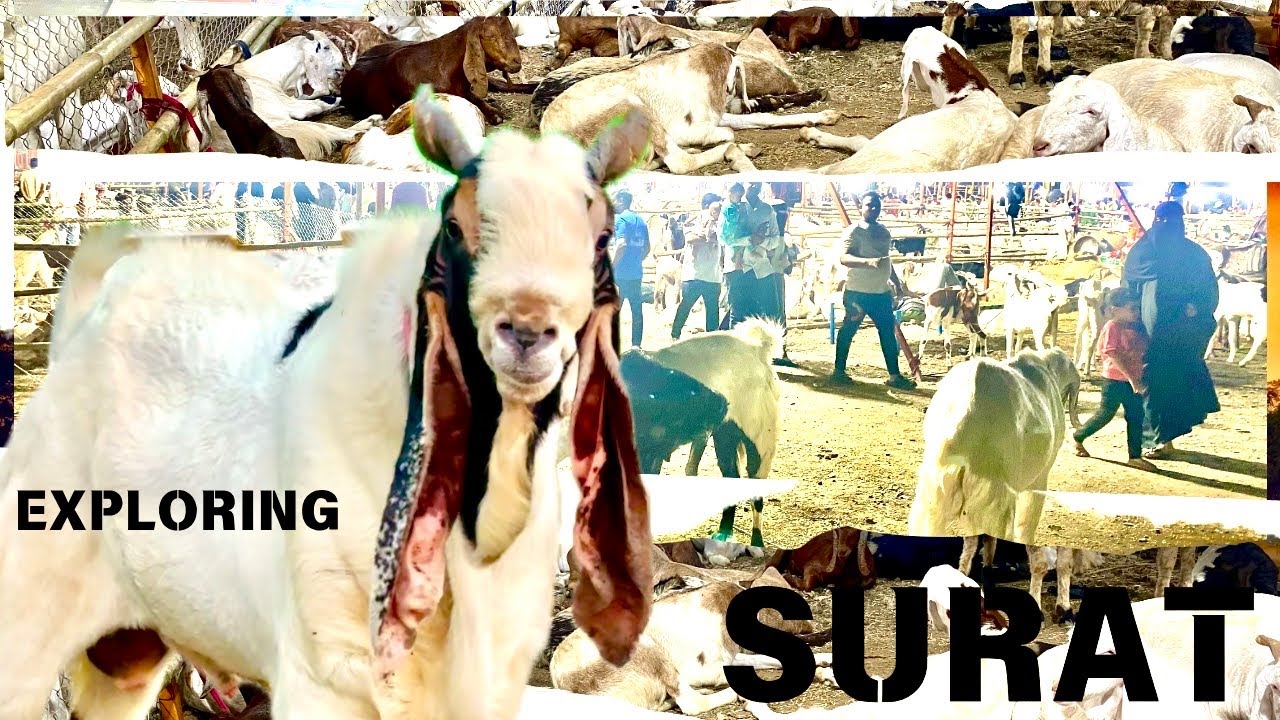 Bharat Nagar Surat Goat Mandi full Video 31 May 2025