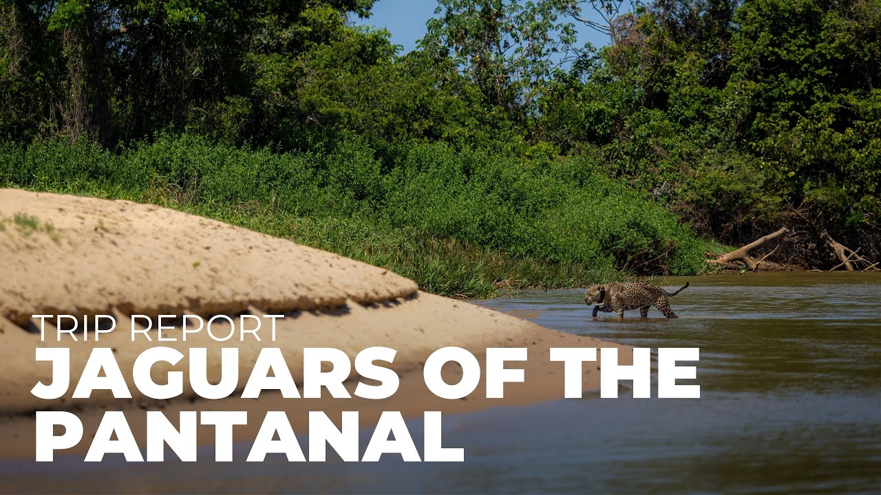 Jaguars of the Pantanal Photo Safari 2025