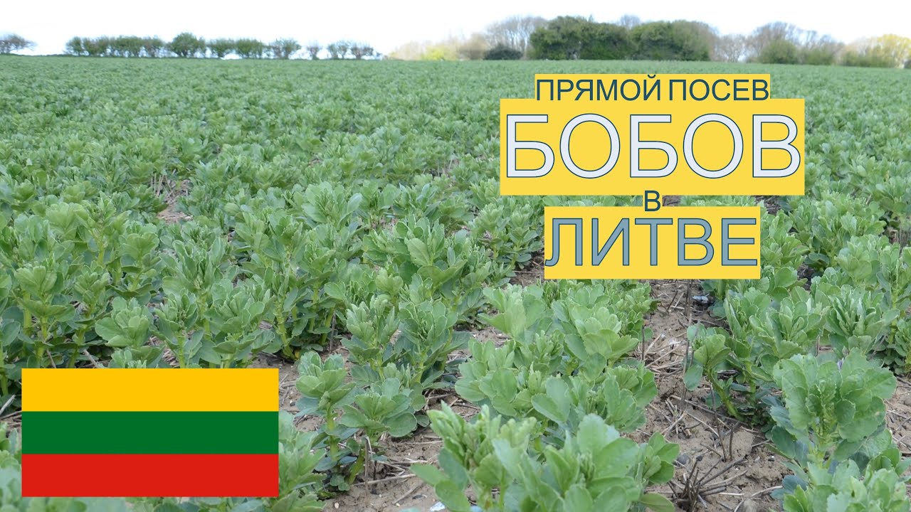 Прямoй посев яровых бобов ( Vicia Faba) в Литве. #claydon #agriculture #прямойпосев
