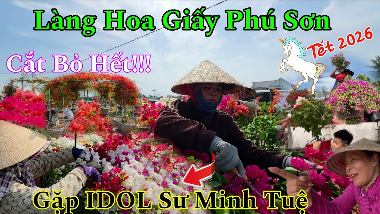 Tết 2026 Làng Hoa Giấy Phú Sơn Lạ Lắm Nhà Vườn Cắt Bỏ Toàn Bộ Hoa...Gặp IDOL Sư Minh Tuệ 