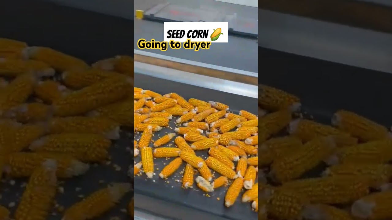 Seed corn 🌽 drying at the seed plant after #harvest in Romania 🇷🇴 #corn #seed #hybridcorn #Romania
