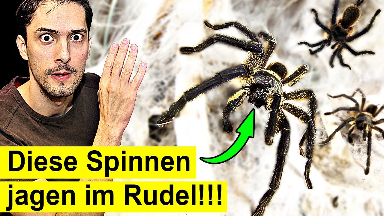 Diese Spinnen jagen im Rudel - So gefährlich sind sie für Menschen