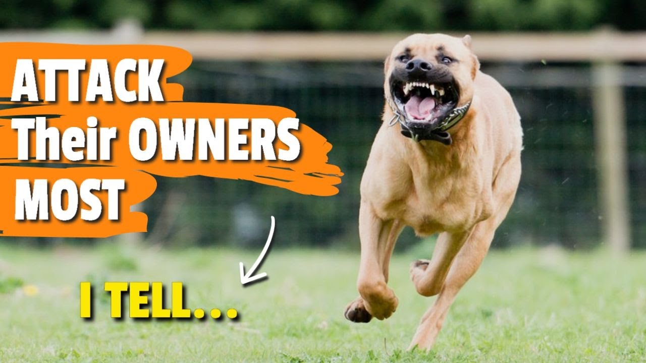 🐶⚠️ WHICH Dogs ATTACK Their OWNERS MOST?
