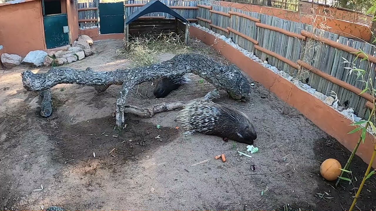 Passeio ao Badoca Safari Park