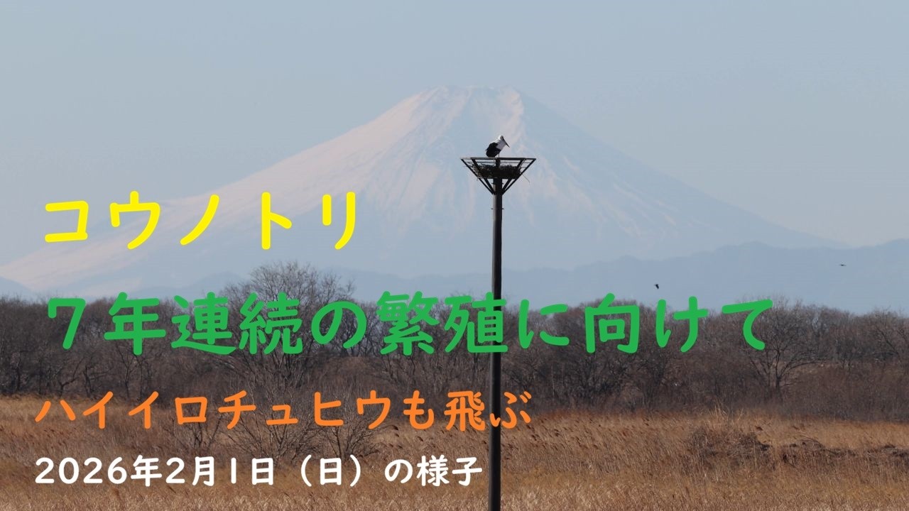 コウノトリ７年連続の繫殖向けて（生井桜つづみ）ハイイロチュウヒも飛ぶ