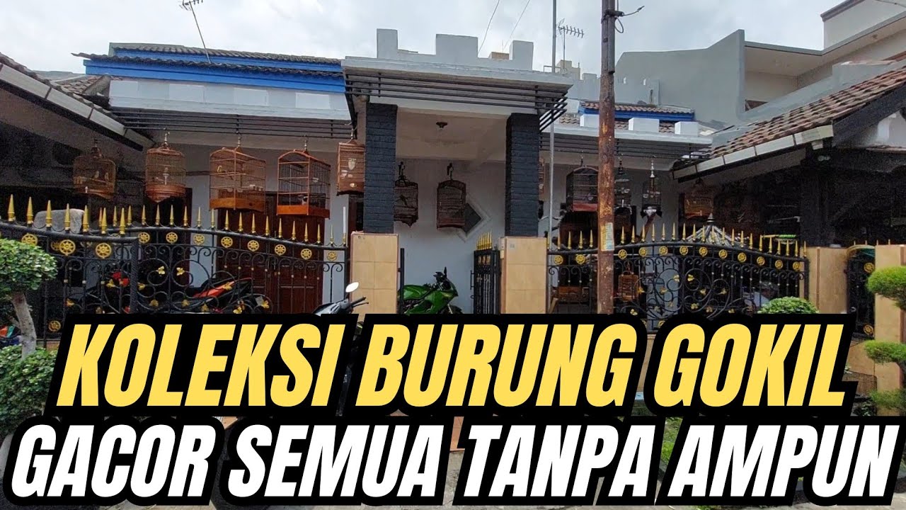 SYOK LIAT KOLEKSI BURUNG DIRUMAH INI‼️ ISINYA GACOR SEMUA TANPA AMPUN🔥