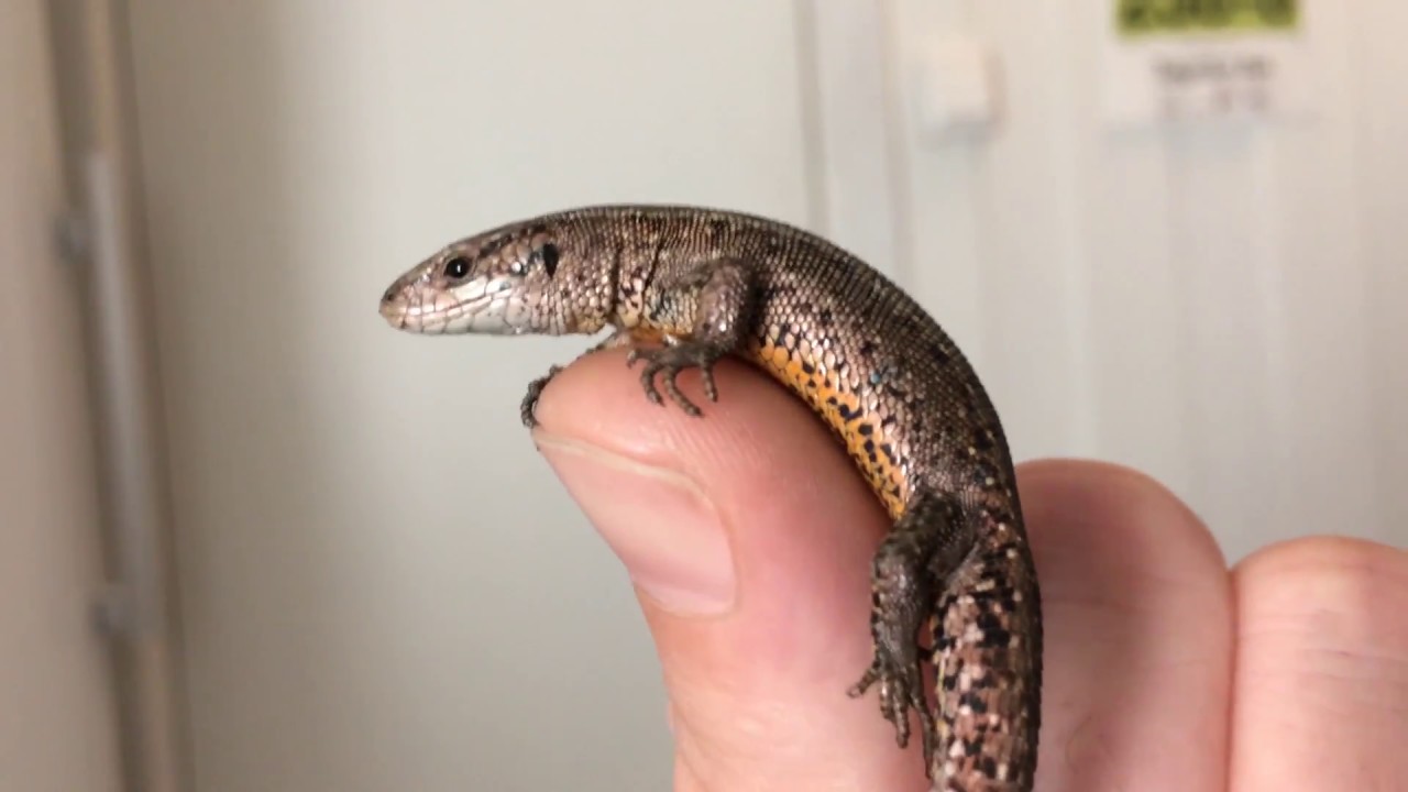 Viviparous lizard / Zootoca vivipara
