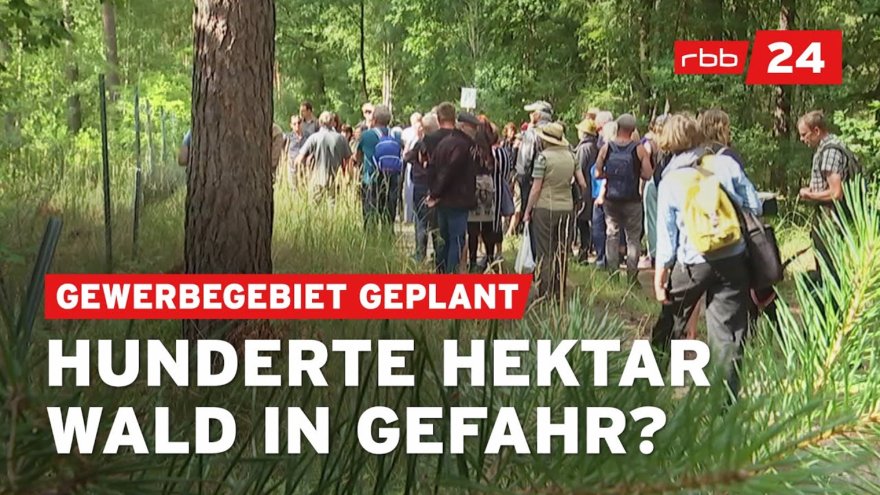 Riesige Fläche Wald soll Industriegebiet werden – Widerstand wächst