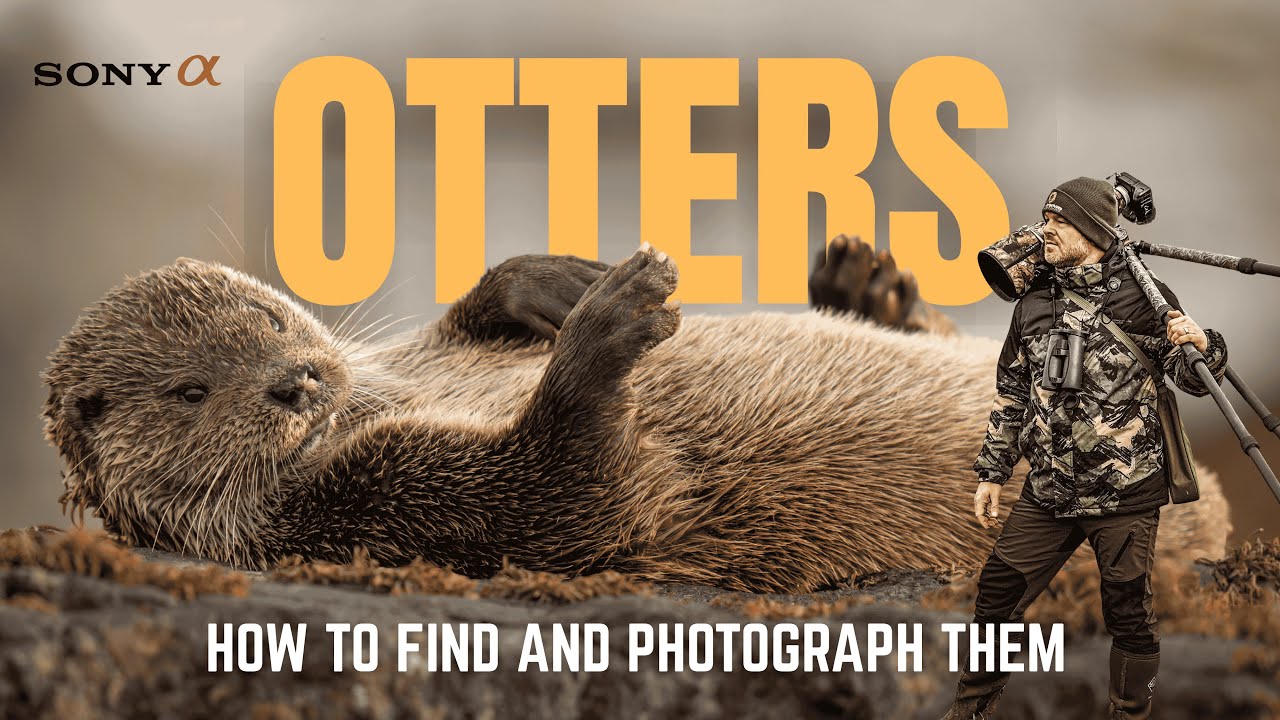 Photographing Otters on the Isle of Mull || How to find them! || Sony a1